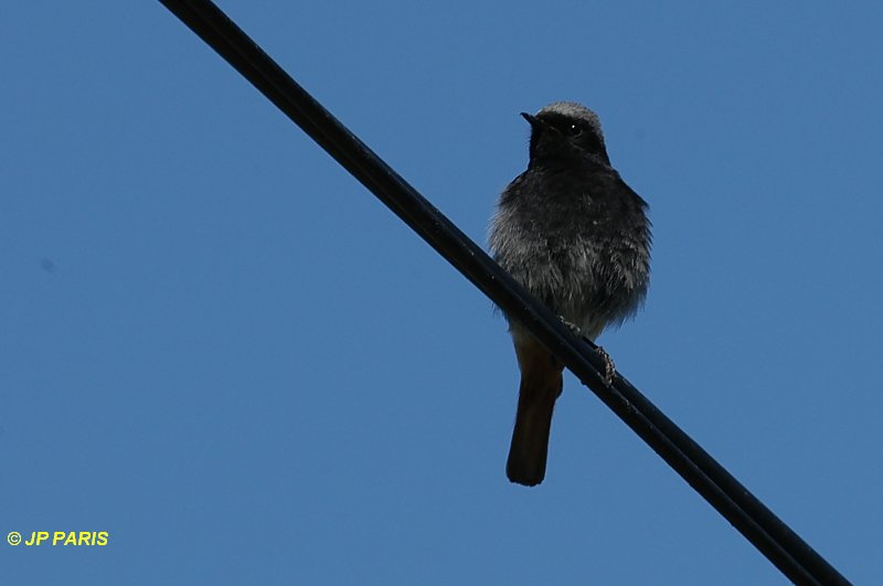Phoenicurus ochruros